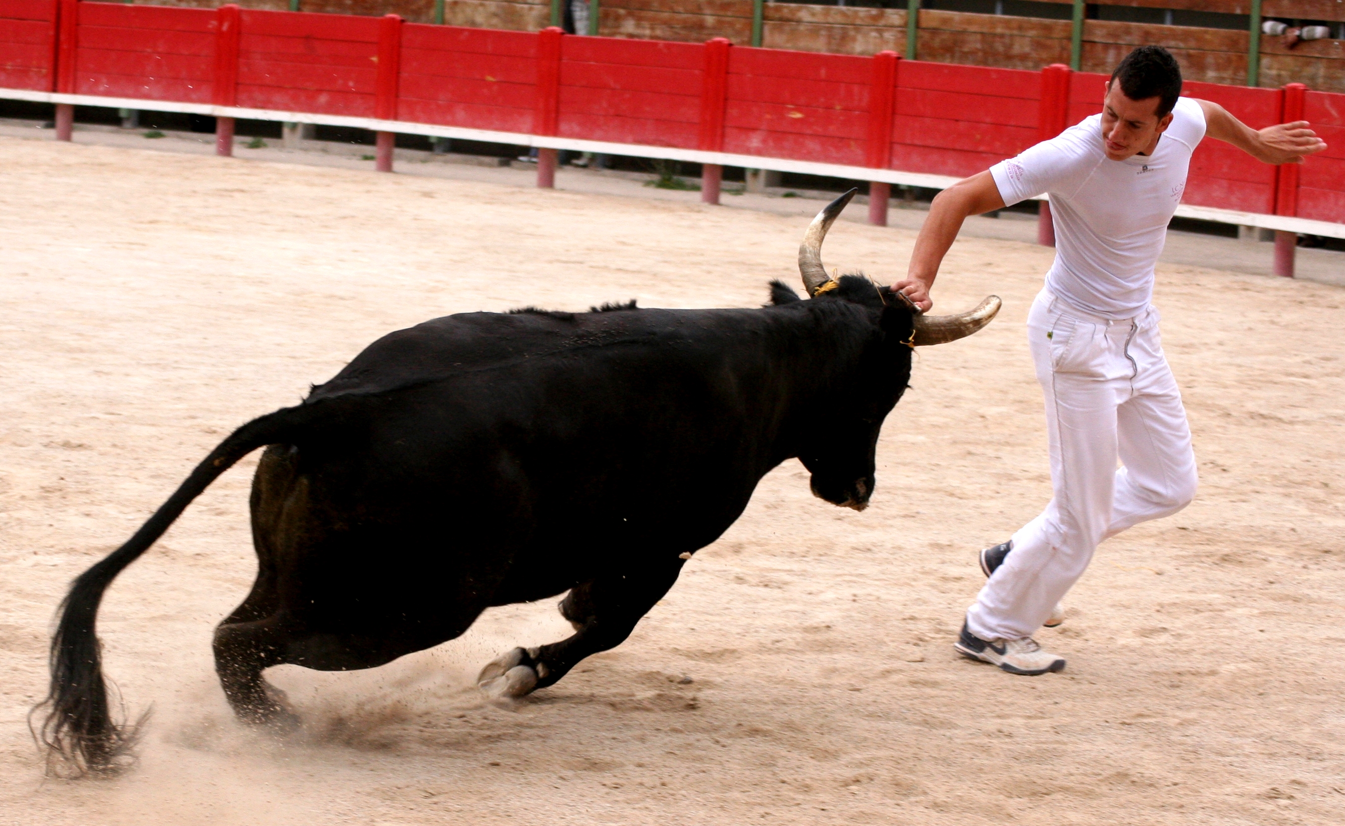 Trophée des prémices - Courses camarguaises à Vauvert