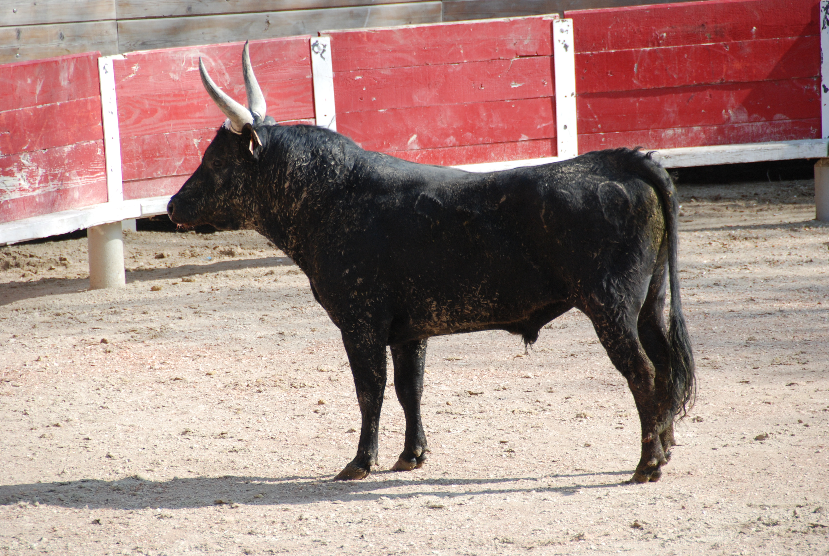 Taureau lors d'une course camarguaise
