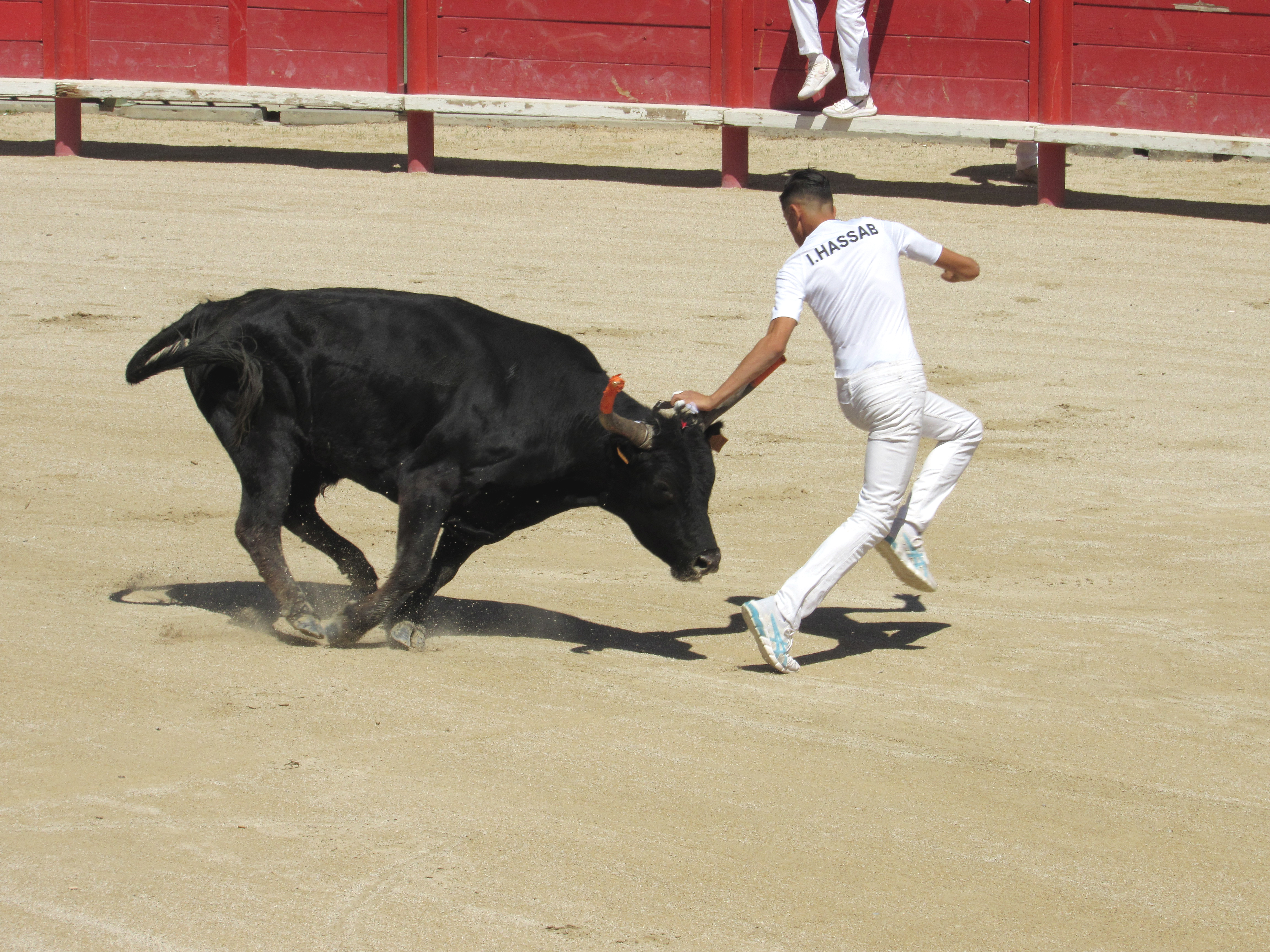 Course camarguaise