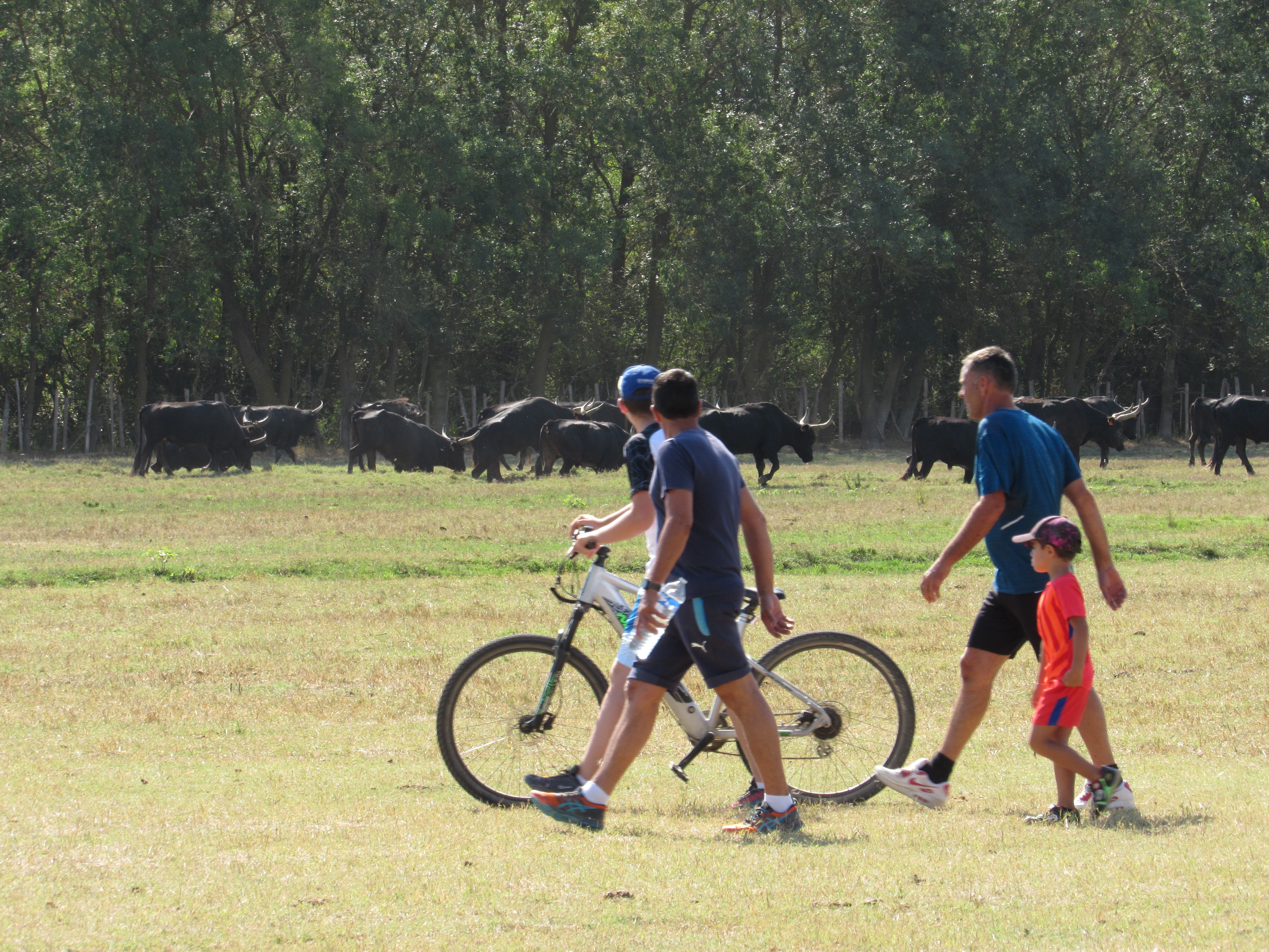 Vauvert Village Festival