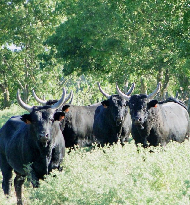 taureau de camargue