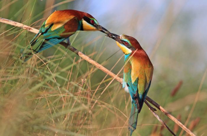 guepier simon beaudoin