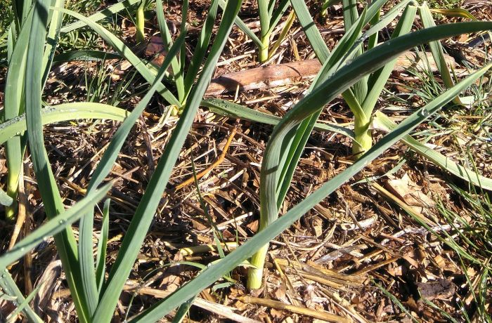 saveurs du bourgarel gallician
