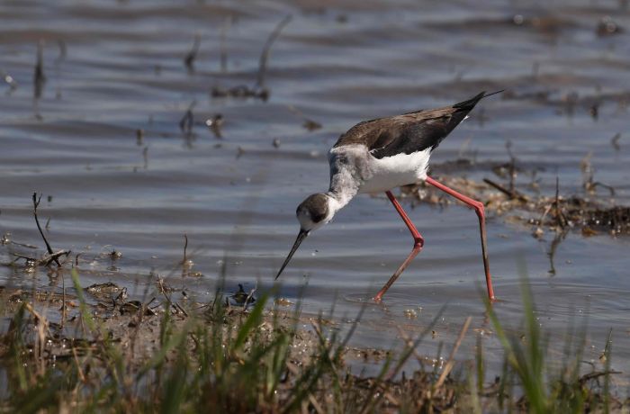 reserve petit rhône
