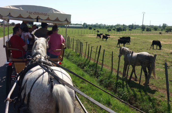 caleche camargue
