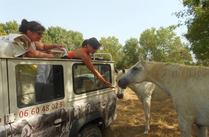 camargue sauvage