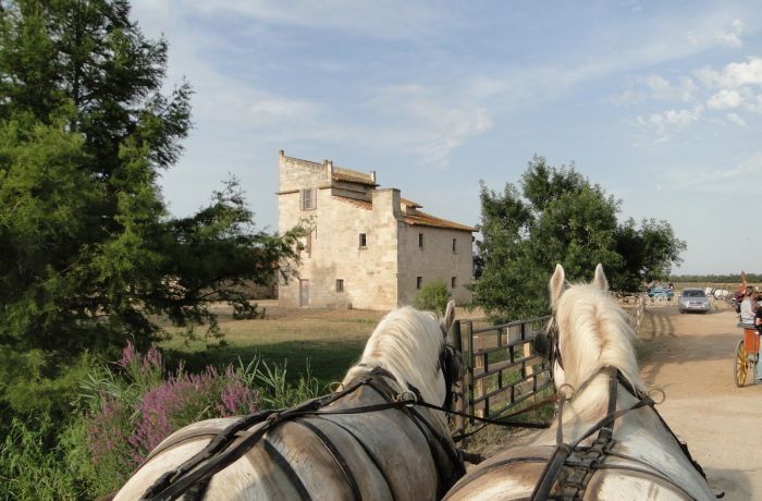 calèche camargue