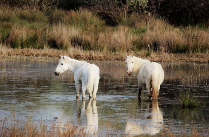 chevaux camargue