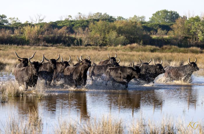 manade saint louis montcalm