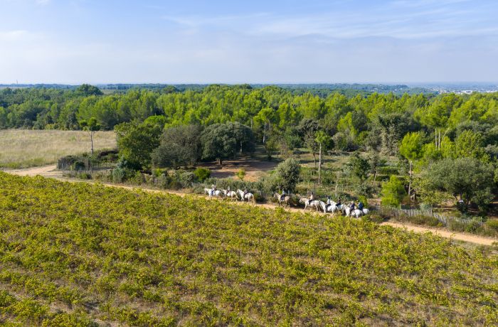 promenade à cheval camargue chez théo beauvoisin