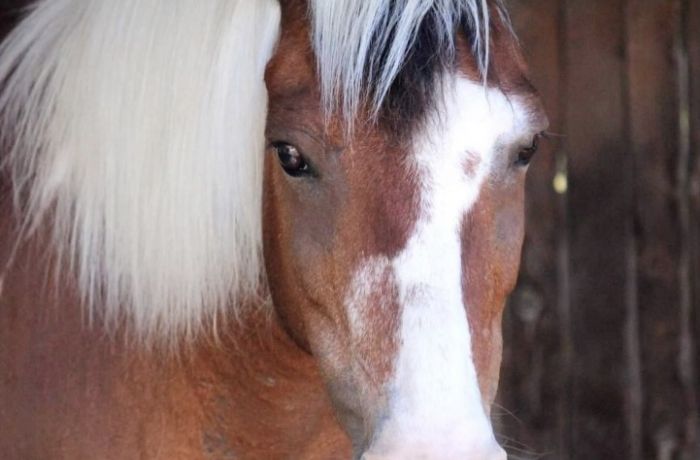mas des pointes gîte la paillère